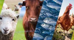 مواد اصلی تشکیل دهنده غذای طیور 