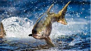 آموزش پرورش ماهی خاویار